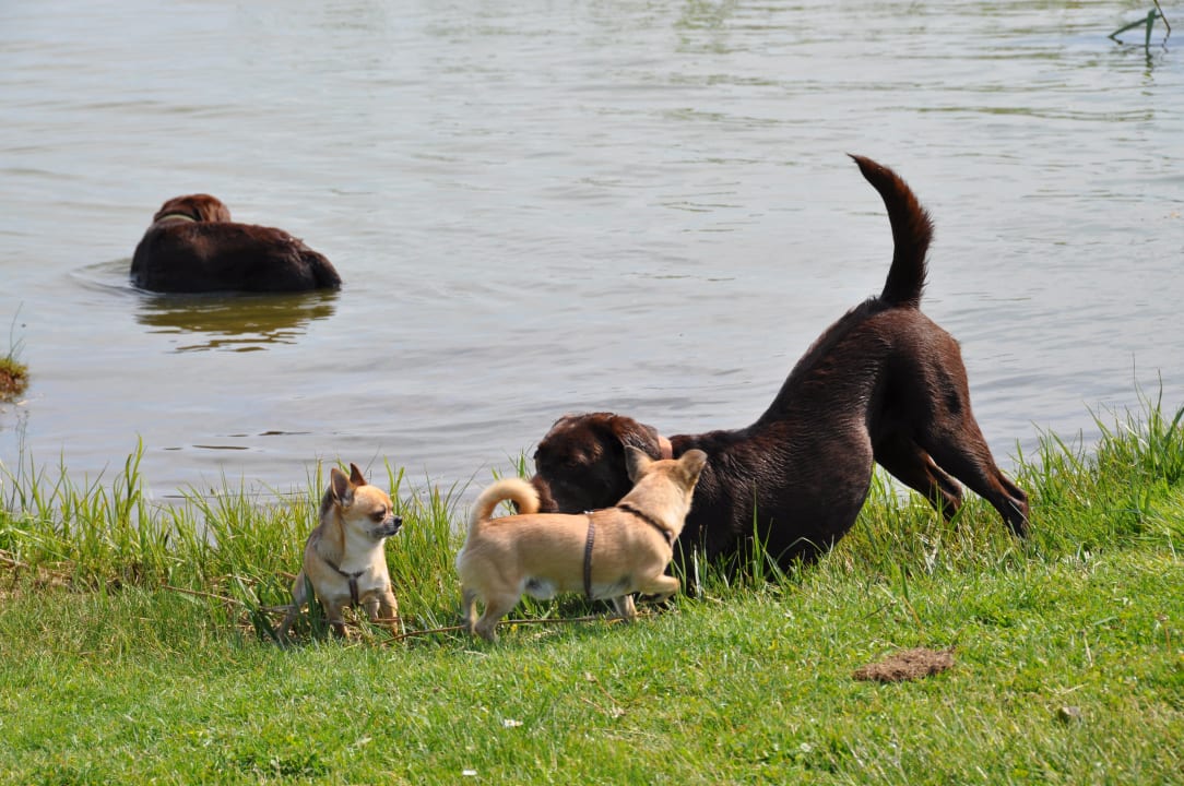 Hundeurlaub auf dem Wassergrundstück Ferienwohnungen Piratennest Born