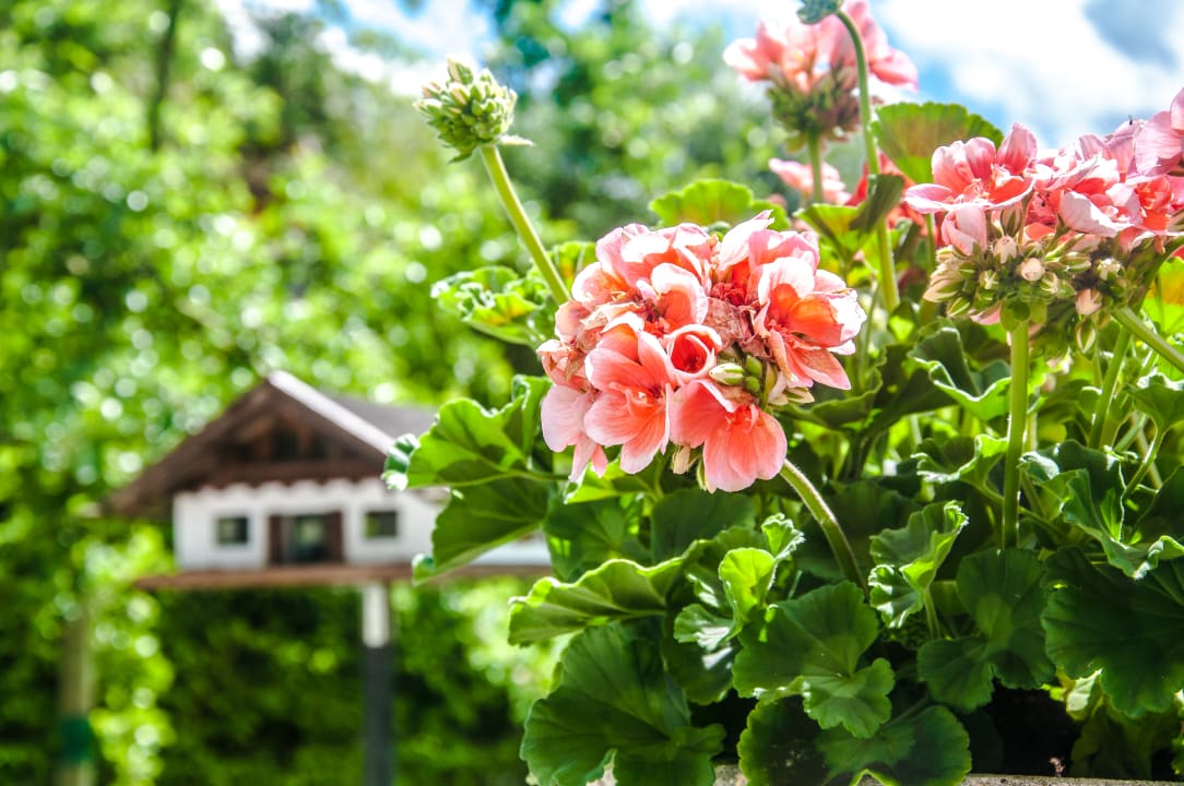 Gartenanlage Hotel Reuther Garni