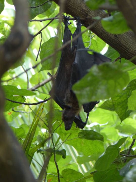 Ein netter Gartenbewohner NH Collection Maldives Reethi Resort