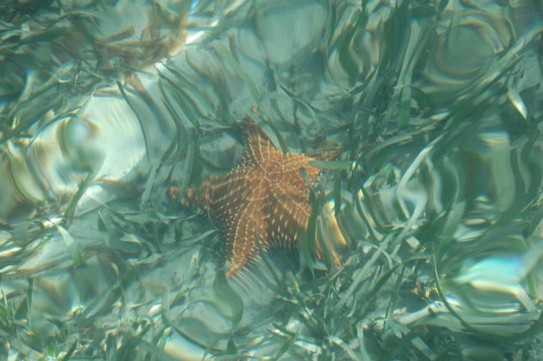 Seestern vor der Casa Acuario Casa Acuario