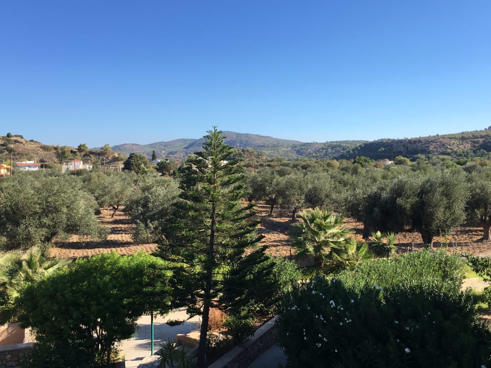 Ausblick Olive Garden Hotel