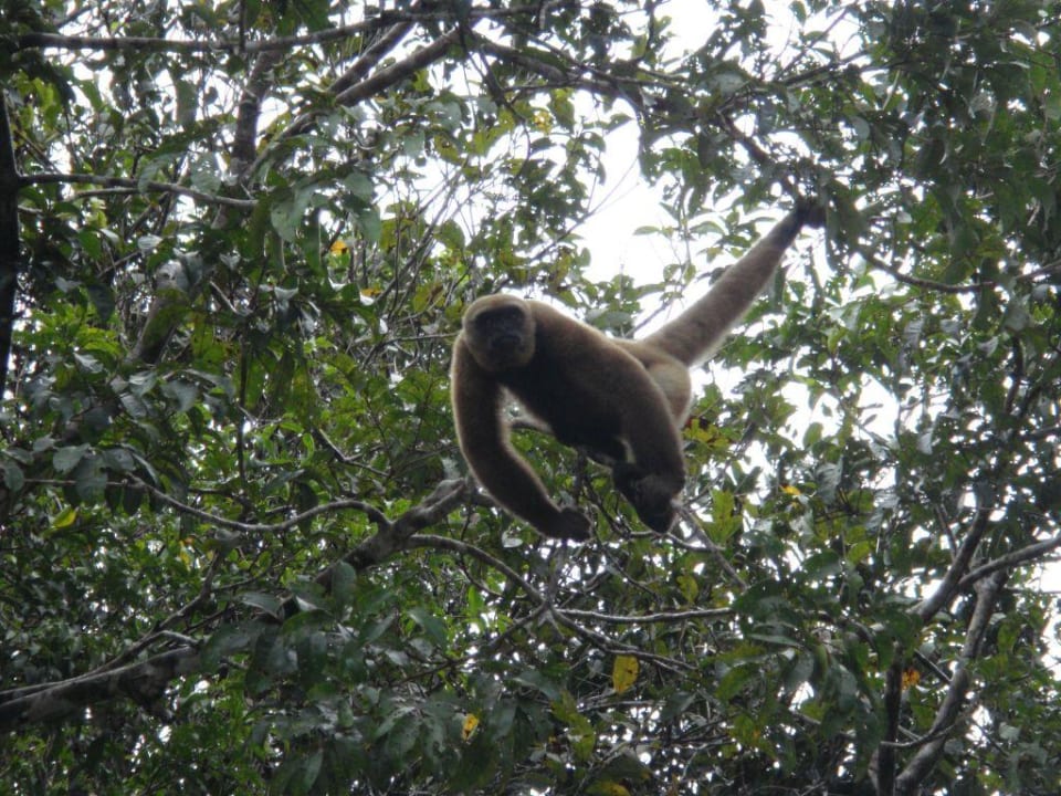 Natur pur Amazon EcoPark Jungle Lodge