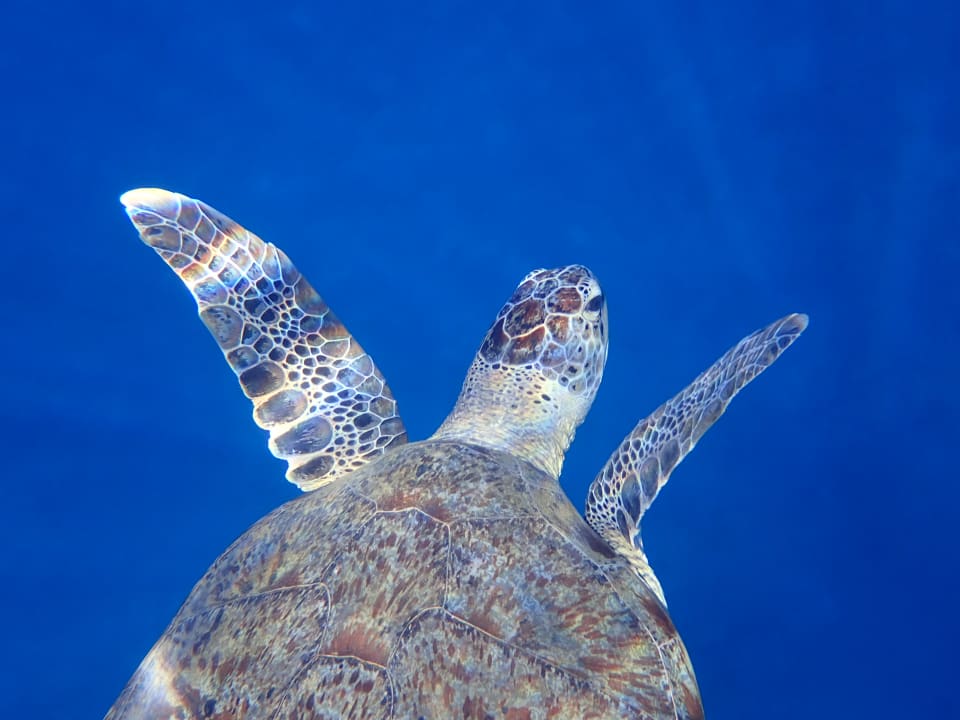 Strand Three Corners Equinox Beach Resort