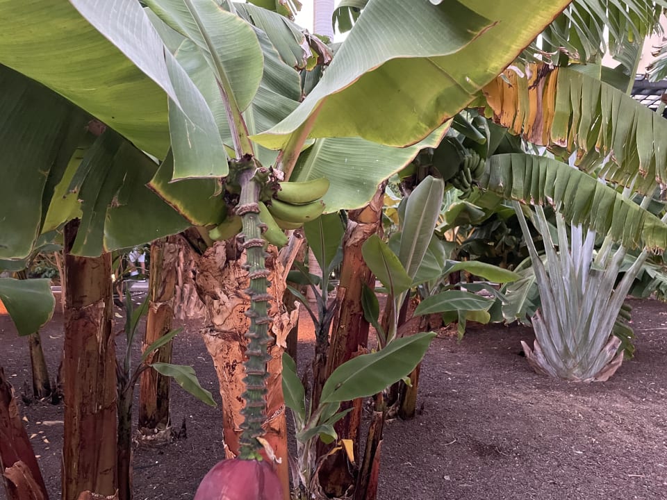 Gartenanlage Lopesan Costa Meloneras, Resort & Spa