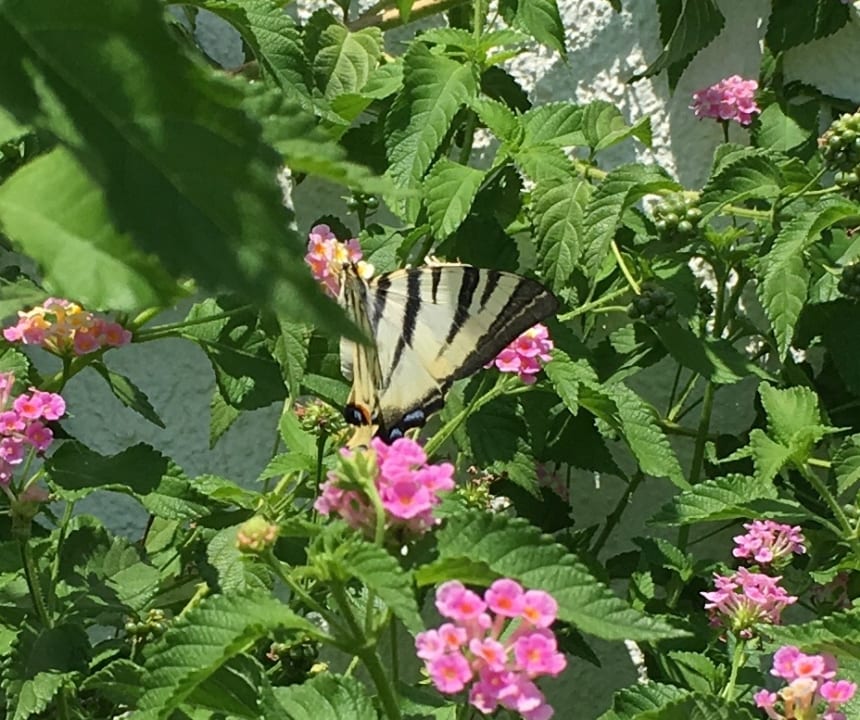 Gartenanlage Hotel South Coast