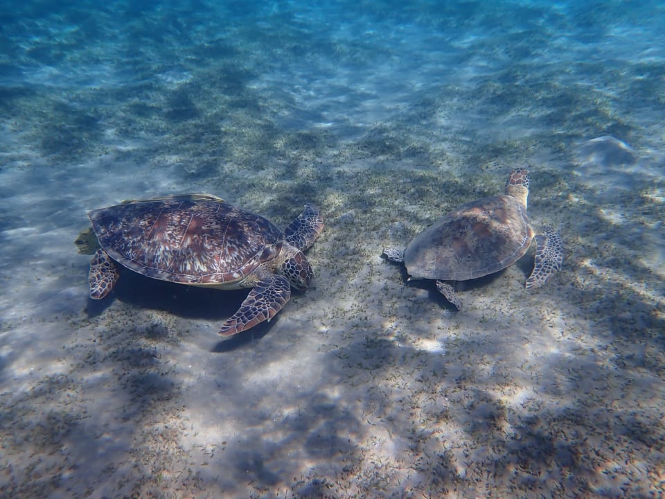 Sport & Freizeit Shams Alam Beach Resort