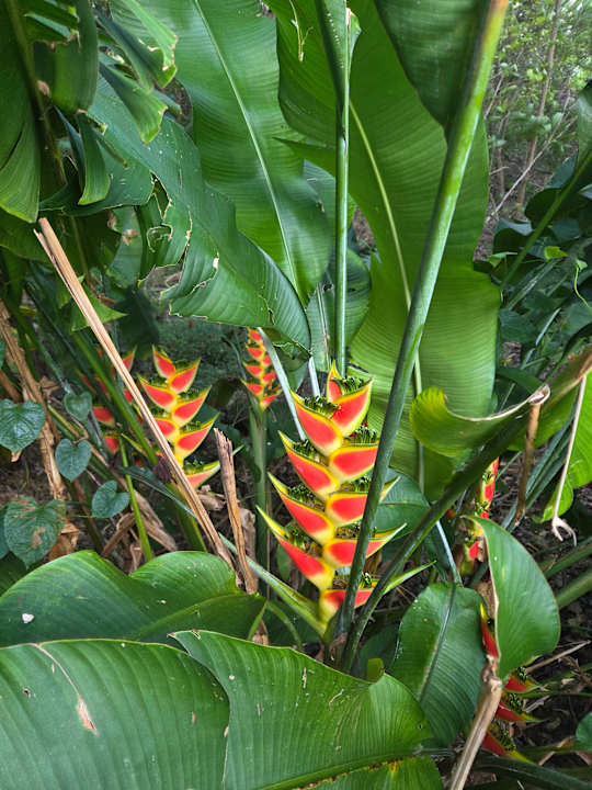 Gartenanlage Paradisus Rio de Oro Resort & Spa - Adults only