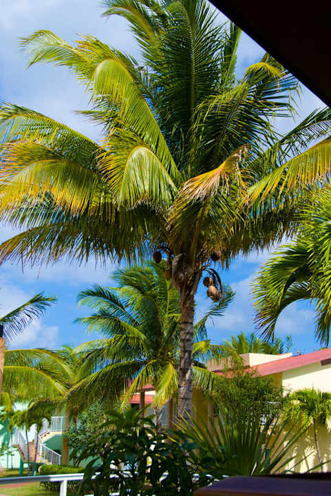 Palme vor dem Balkon Sol Hicacos Varadero
