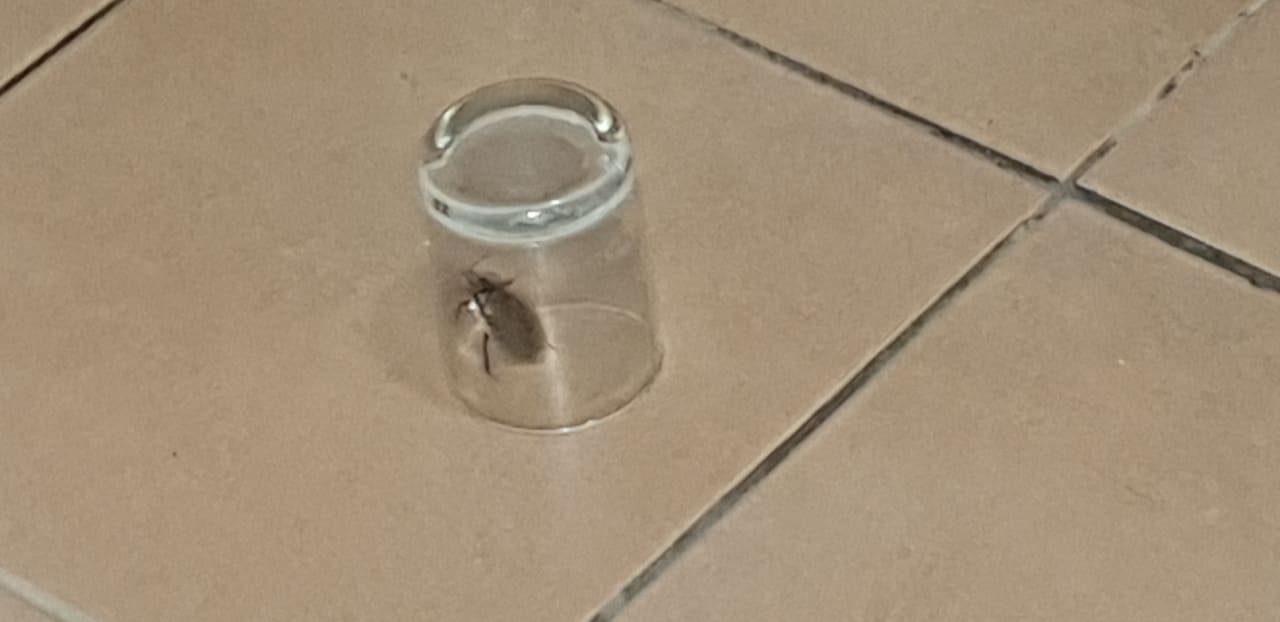 Zimmer Melia Las Dunas