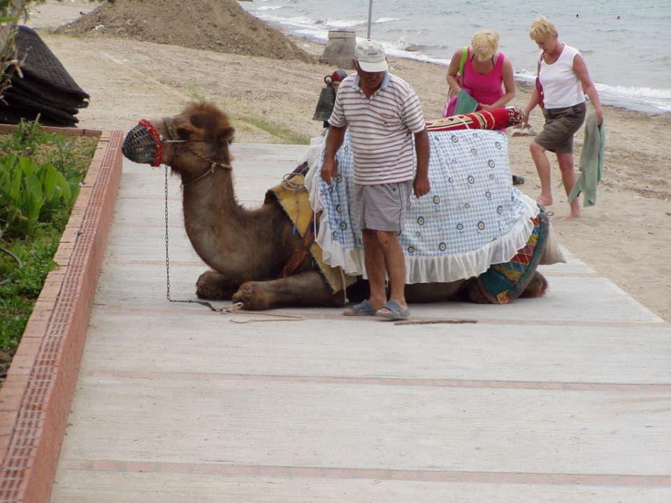 Auch sowas liegt am Strand herum  Hotel Ephesia