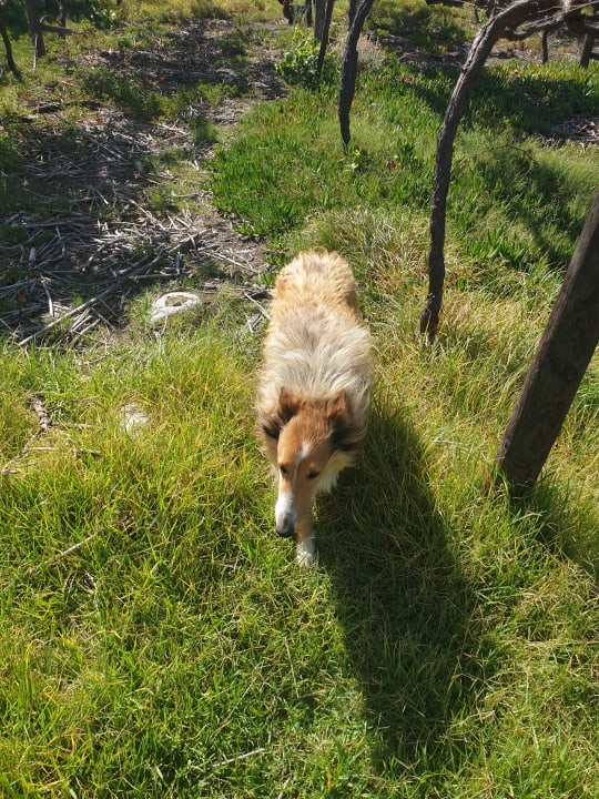 Gartenanlage Guesthouse Kogman & Keisie