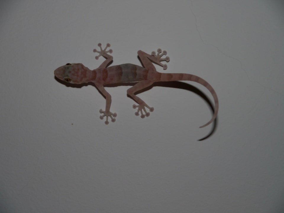 Zimmergekko Stella Beach Resort & Spa Makadi Bay