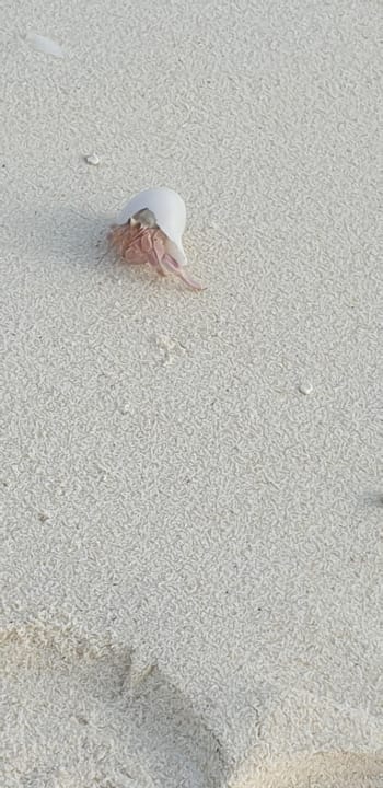 Strand Adaaran Select Meedhupparu Island Resort - Premium All Inclusive