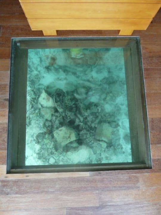 Glasboden Cinnamon Hakuraa Huraa Maldives