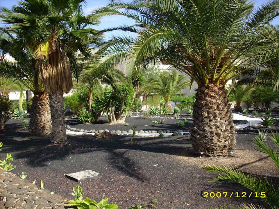 Gartenanlage Dreams Lanzarote Playa Dorada Resort & Spa