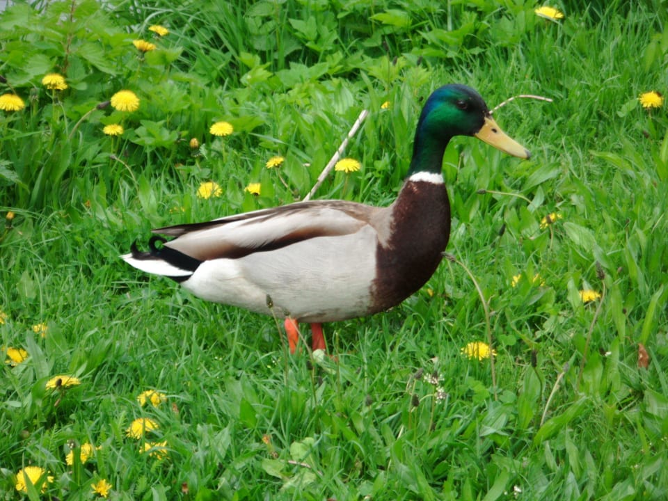 Beim Spaziergang an der Mosel endeckt. Hotel Pistono