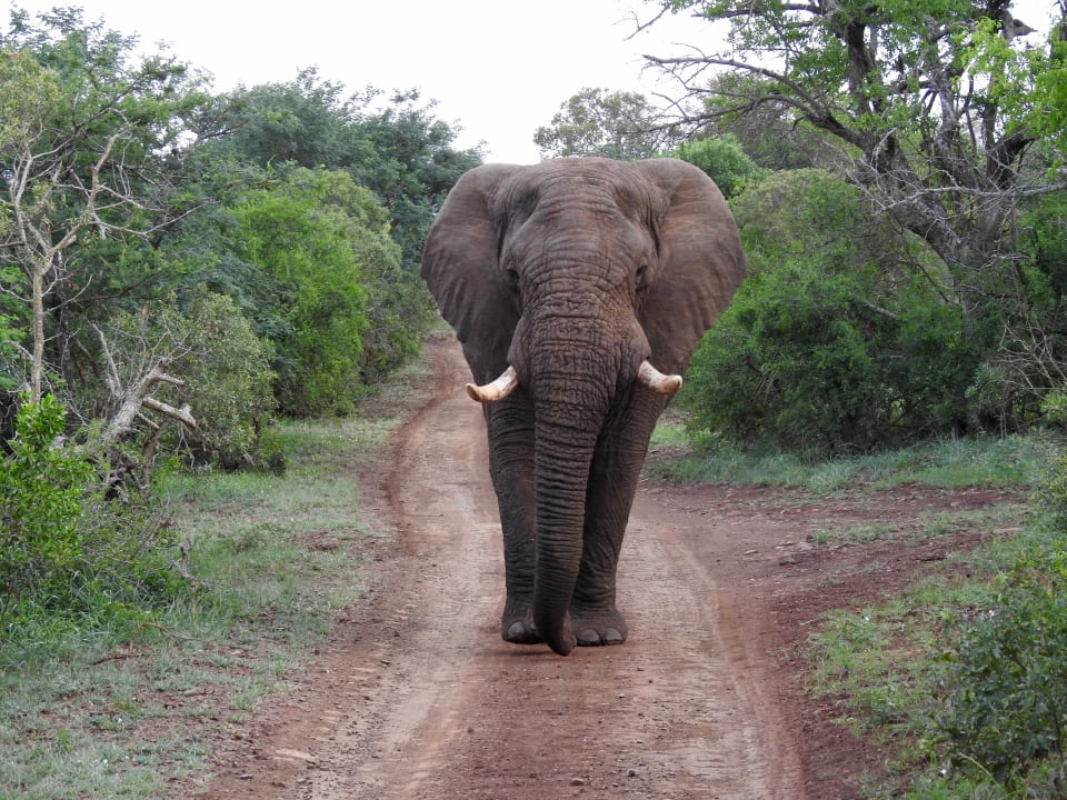 Sport & Freizeit Leopard Mountain Safari Lodge