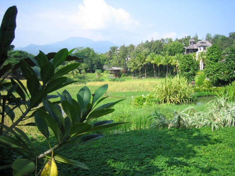 Reisfelder Four Seasons Resort Chiang Mai