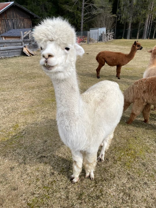 Sport & Freizeit AlpenParks Chalet & Apartment Alpina Seefeld