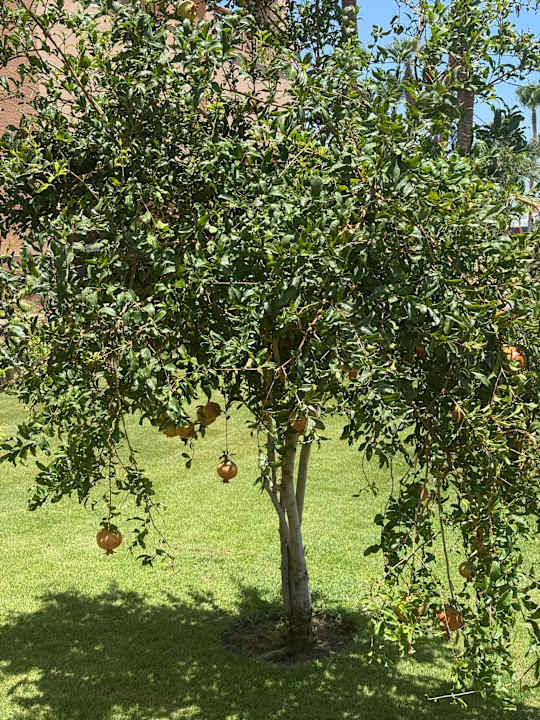 Gartenanlage Continental Hotel Hurghada