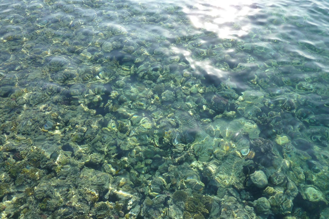 Korallen Stella Beach Resort & Spa Makadi Bay