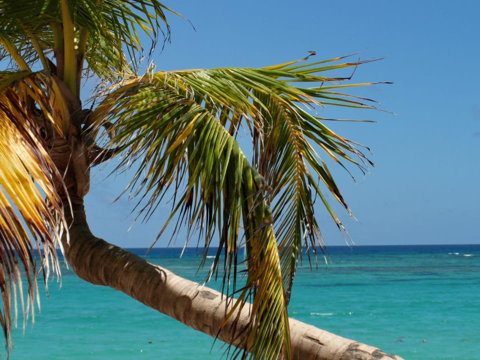 Blick von der liege nach vorne Hotel Riu Palace Bavaro