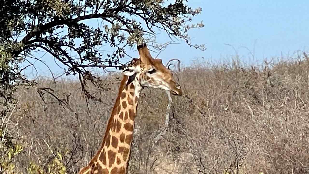 Ausblick Rhulani Safari Lodge