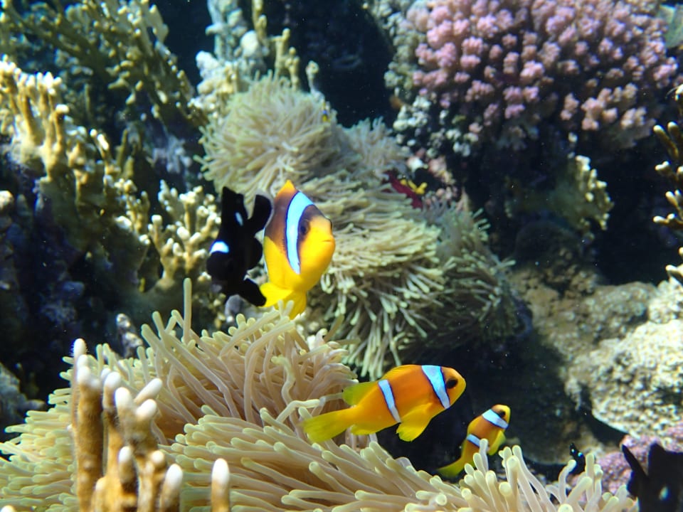 Strand Hotel Gorgonia Beach Resort