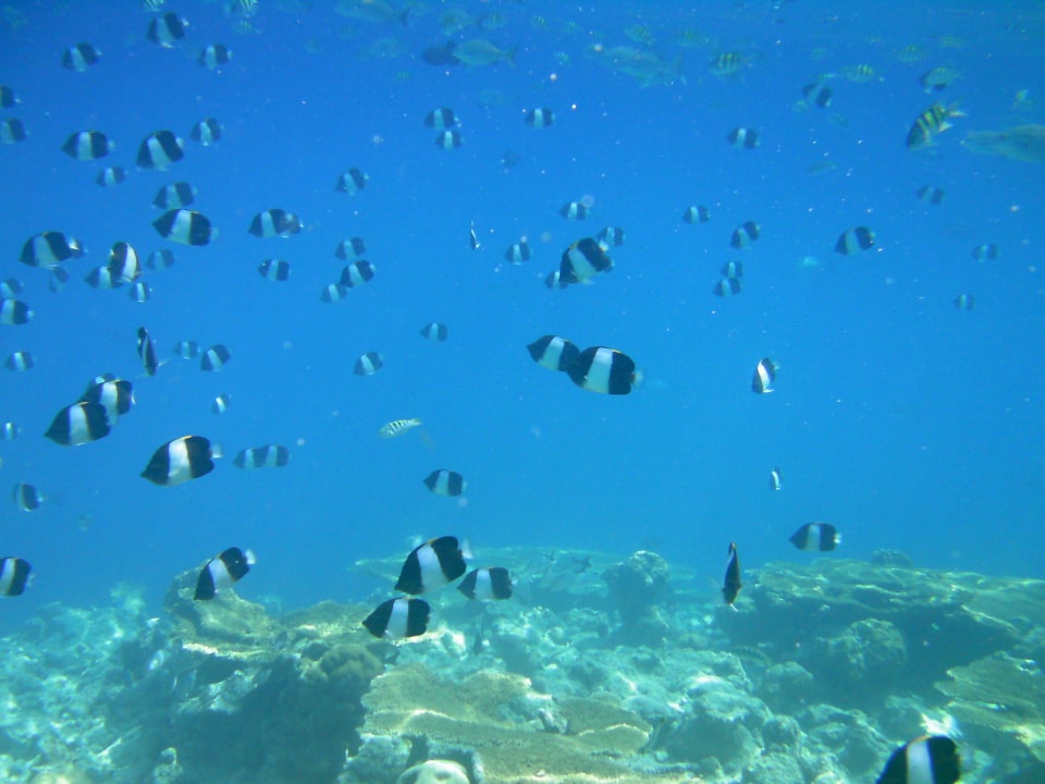 Eindruck der Unterwasserwelt direkt vor der Villa Kuramathi Maldives