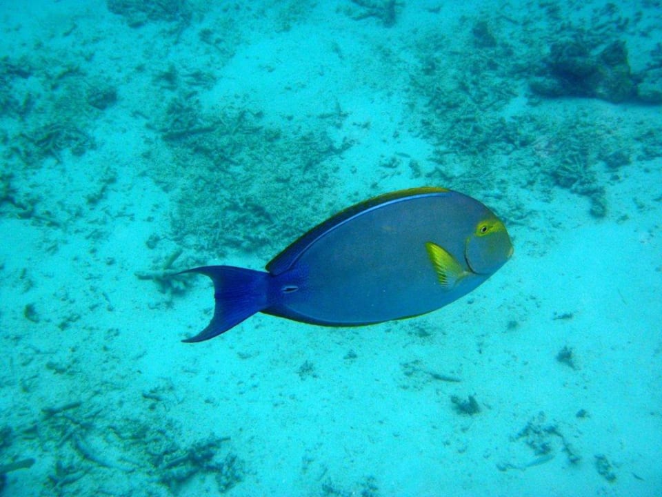 Der Chef Meeru Maldives Resort Island