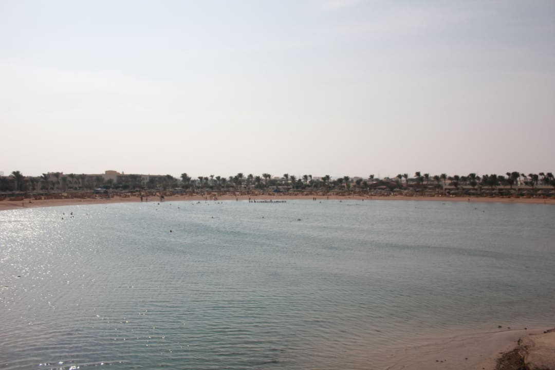 Лануна Desert Rose