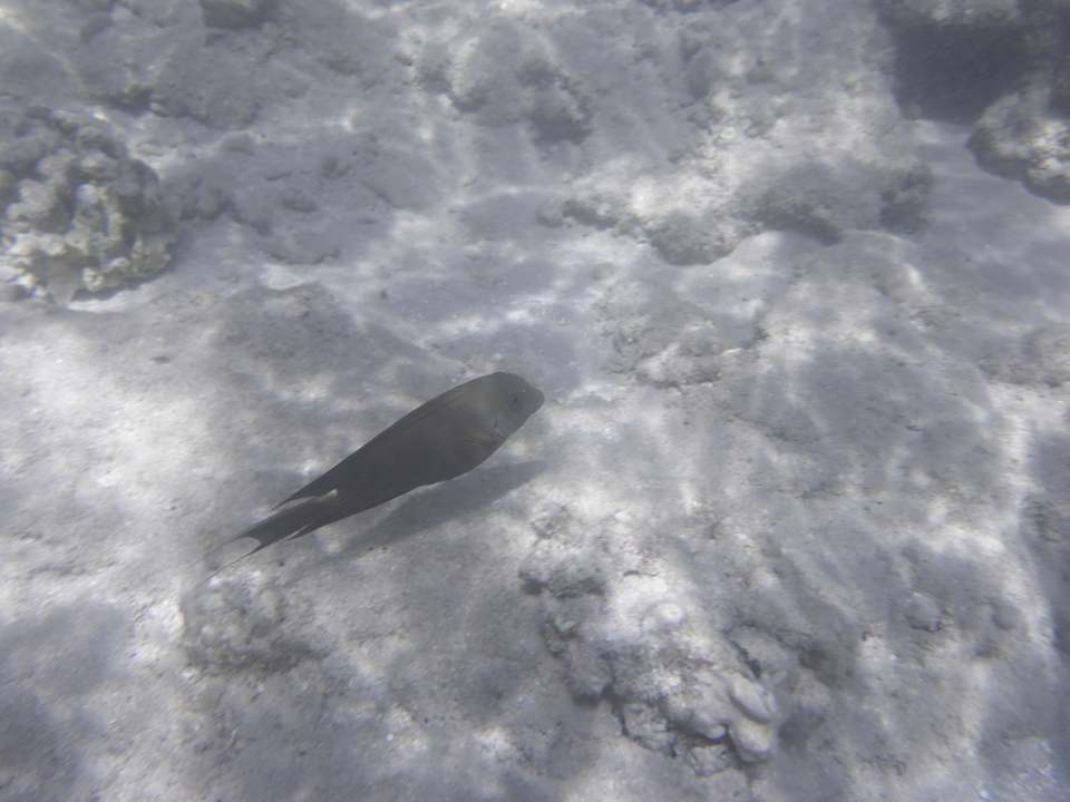 Strand Sentido Reef Oasis Suakin