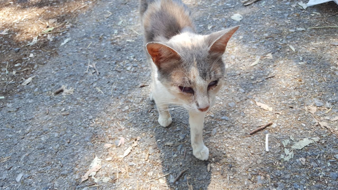 Babykatzen Harmony Boutique Resort