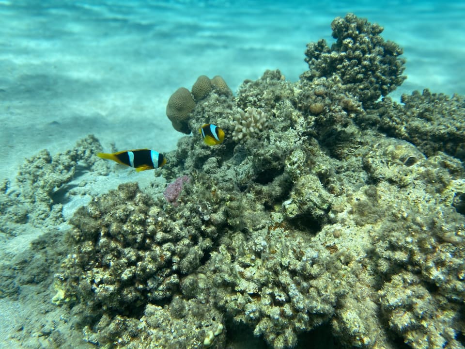 Sport & Freizeit Baron Palace Sahl Hasheesh