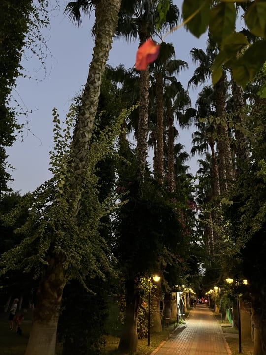 Gartenanlage Hotel Gardenia Beach