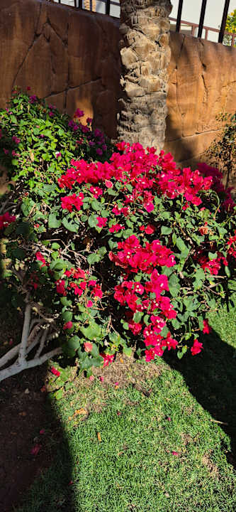 Gartenanlage Three Corners Sea Beach Resort