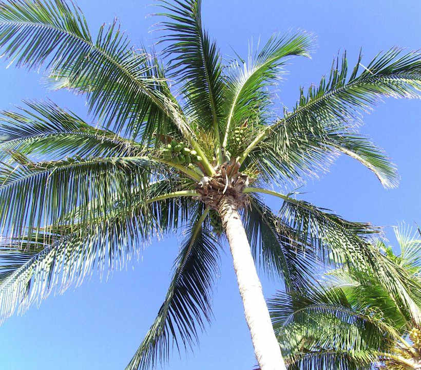 Schattenspender Grand Muthu Club Caribbean Runaway Bay