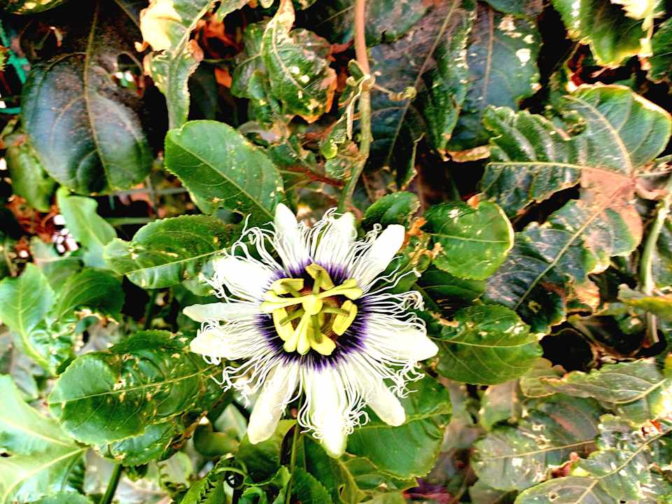 Gartenanlage Marina Playa Suite Hotel