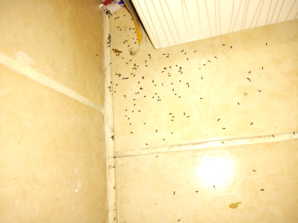 Zimmer Side Tuana Garden Home