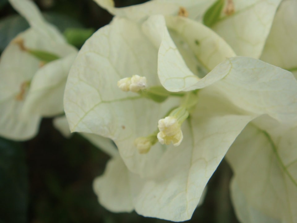 Территоря Regina Resort and Aqua Park Hurghada