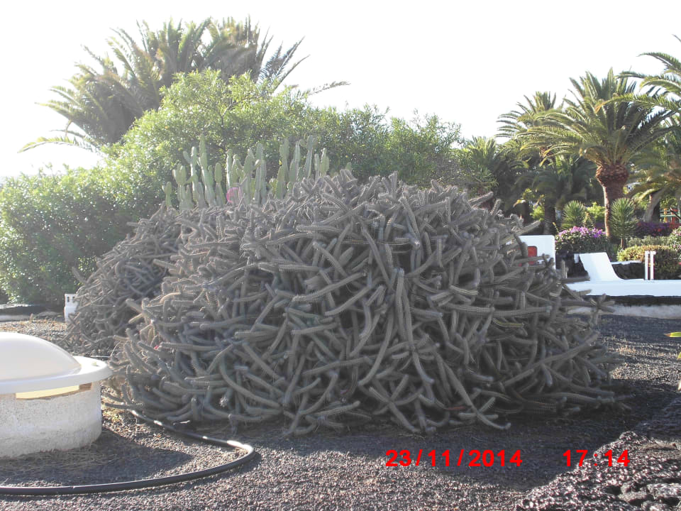 Vista giardino Relaxia Olivina