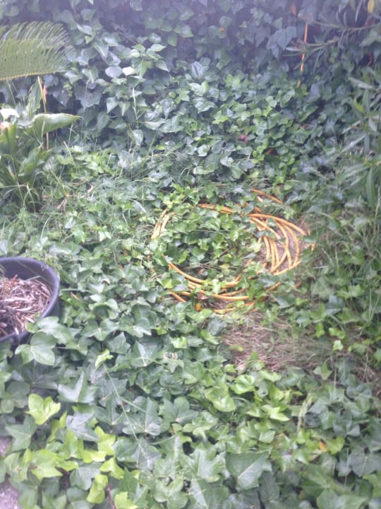 Schlauch mitten im Gebüsch Hotel Vista Odin