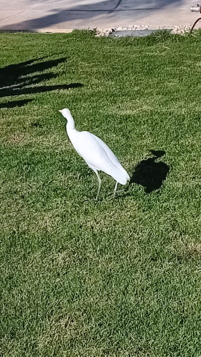 Sonstiges Shams Prestige Abu Soma-Adults Only