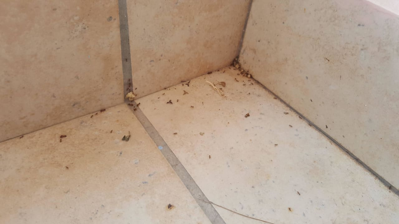 Ameisen Mitsis Rodos Village