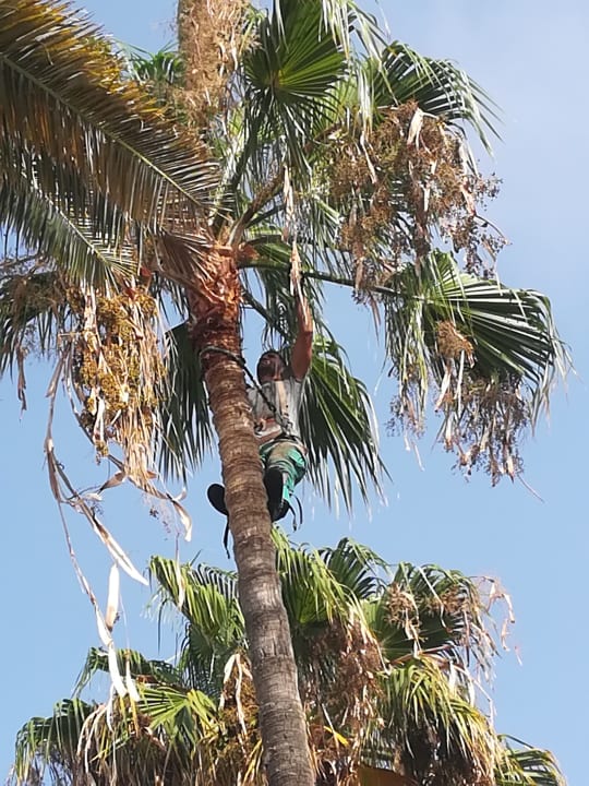 Gartenanlage HL Miraflor Suites Hotel