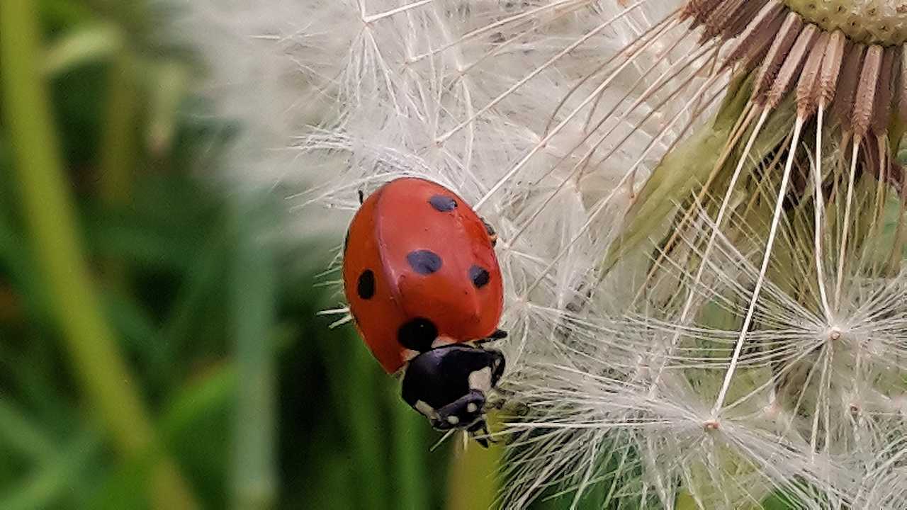 Gartenanlage Ferienhof Haltermann