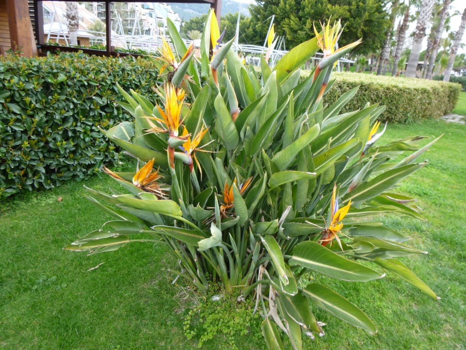 Planten Limak Limra Hotel & Resort