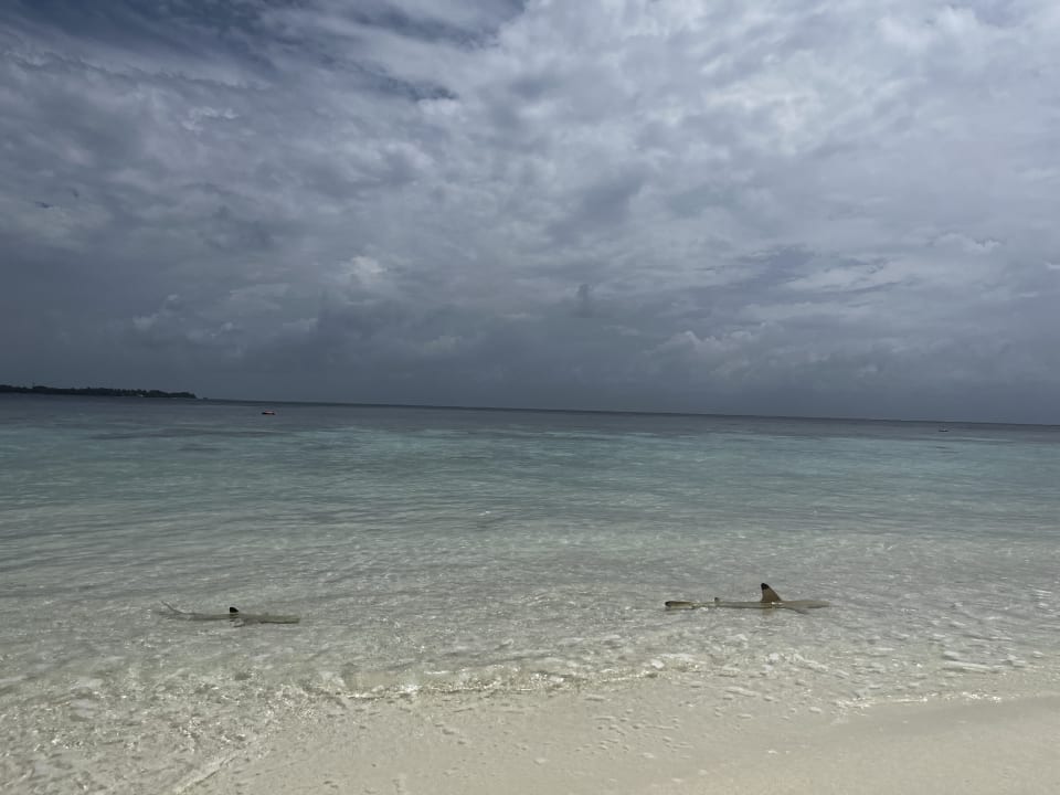 Strand Vilamendhoo Island Resort & Spa