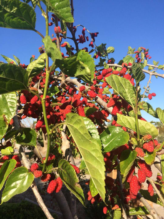 Gartenanlage VONRESORT Golden Coast