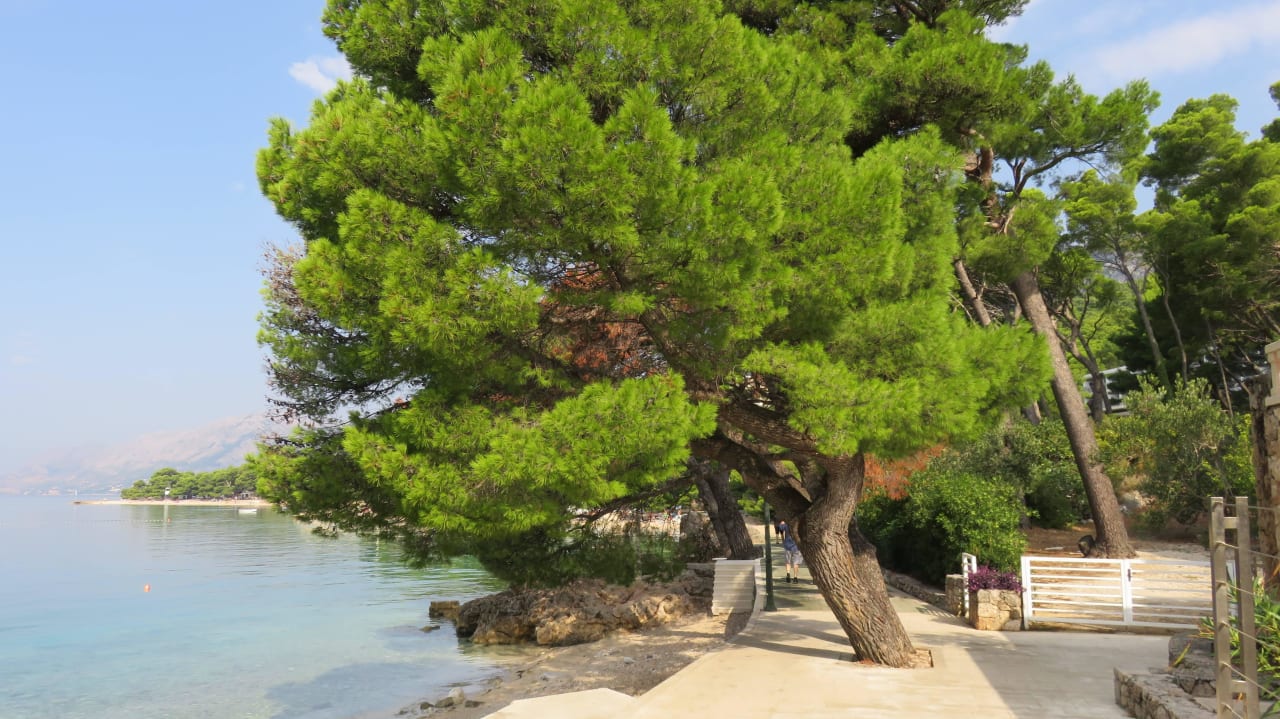 Promenade am Hotel Bluesun Hotel Soline